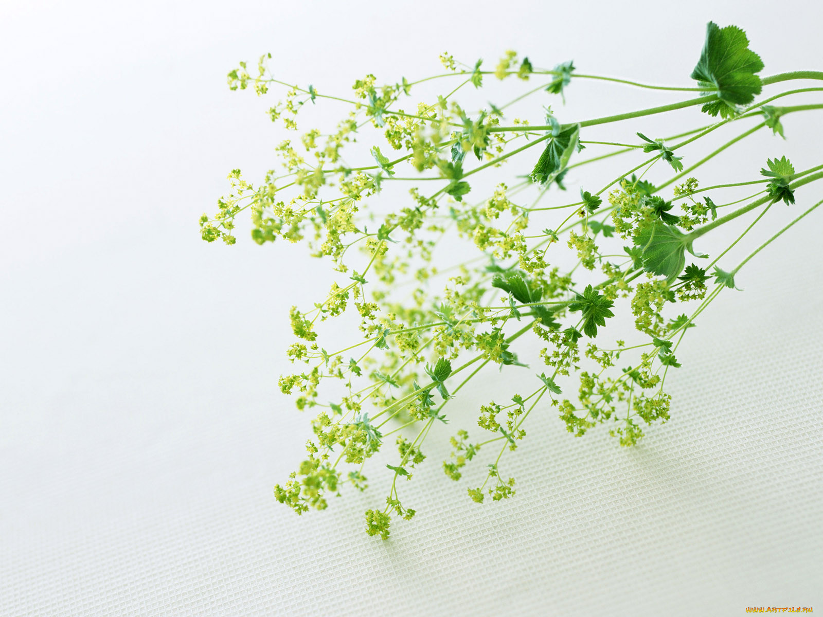 homeflower, , , 